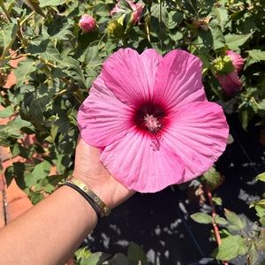 Meet your Posher, Ixa